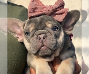 French Bulldog Puppy for sale in LOS ANGELES, CA, USA