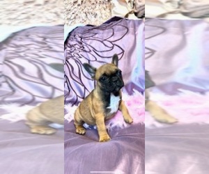 French Bulldog Puppy for sale in HUDSON, CO, USA