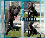 Small Labrador Retriever Mix