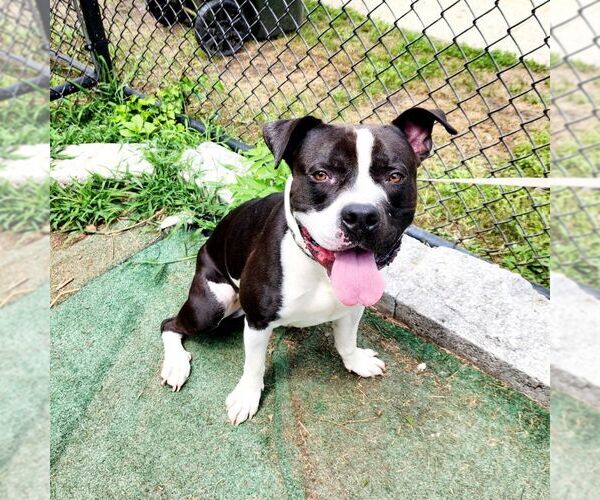 Medium Photo #3 American Pit Bull Terrier-Unknown Mix Puppy For Sale in Perth Amboy, NJ, USA