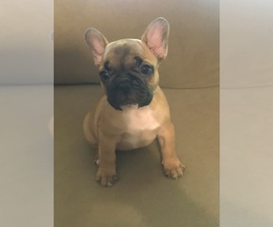 French Bulldog Puppy for sale in ELGIN, SC, USA