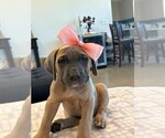 Puppy Gray Cane Corso