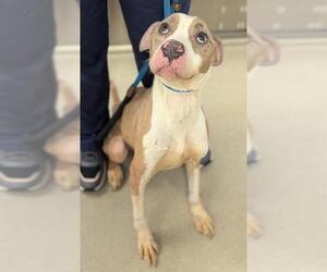 Medium American Staffordshire Terrier