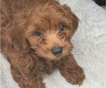 Small #1 Maltipoo