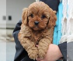 Small Photo #8 Cavapoo Puppy For Sale in HONEY BROOK, PA, USA