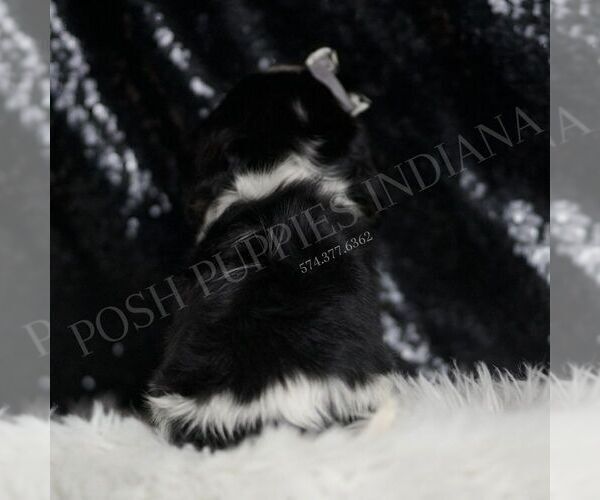 Medium Photo #5 Cavalier King Charles Spaniel Puppy For Sale in WARSAW, IN, USA