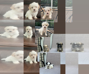 Shih Tzu Puppy for sale in FREDERICKSBURG, VA, USA
