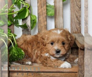 Poovanese Puppy for sale in LEOLA, PA, USA