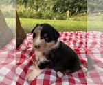 Small #6 Australian Shepherd