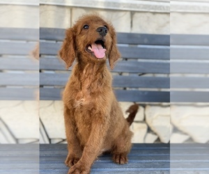 Goldendoodle Puppy for sale in SAN DIEGO, CA, USA
