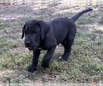 Small #2 Great Dane