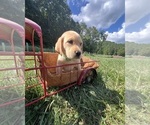 Small Photo #7 Labrador Retriever Puppy For Sale in NEOLA, WV, USA