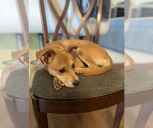 Mutt Dogs for adoption in Candler, NC, USA