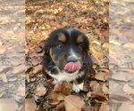 Puppy Sven Miniature Australian Shepherd