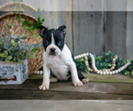 Small Photo #10 Boston Terrier Puppy For Sale in MILLERSBURG, OH, USA