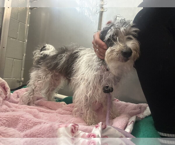 Medium Photo #5 Poodle (Miniature)-Unknown Mix Puppy For Sale in Rockaway, NJ, USA