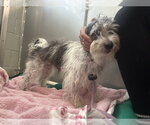 Small #4 Poodle (Miniature) Mix