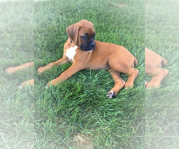 Medium Photo #7 Boxer Puppy For Sale in APPLE CREEK, OH, USA