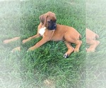 Small #6 Boxer