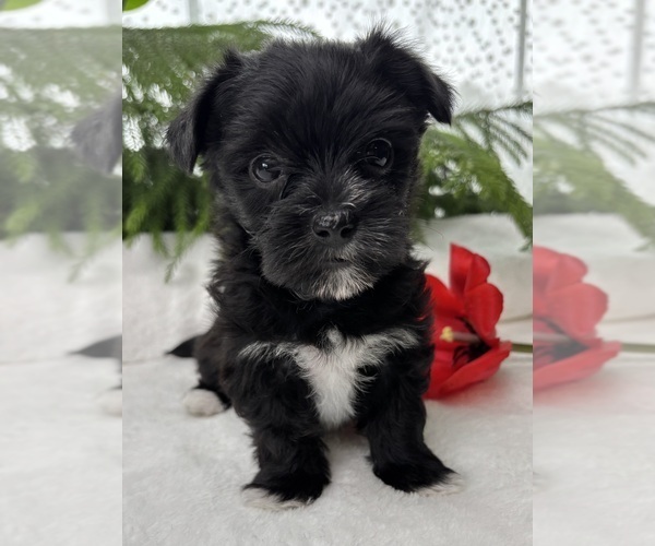 Medium Photo #13 Morkie Puppy For Sale in ROCK STREAM, NY, USA