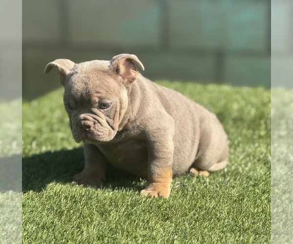 Medium Photo #4 English Bulldog Puppy For Sale in LANCASTER, CA, USA
