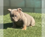 Small #3 English Bulldog