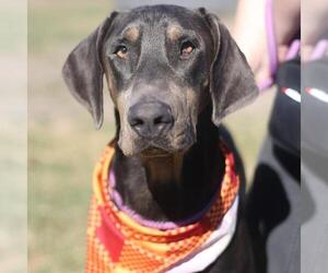 Doberman Pinscher-Unknown Mix Dogs for adoption in San Antonio, TX, USA