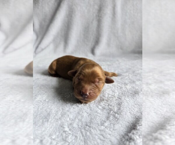 Medium Photo #1 Golden Retriever Puppy For Sale in WILLIAMSTOWN, KY, USA