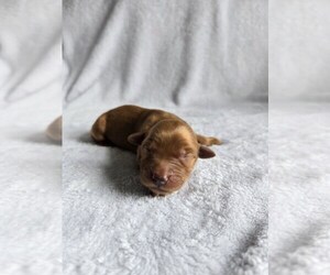 Golden Retriever Puppy for sale in WILLIAMSTOWN, KY, USA