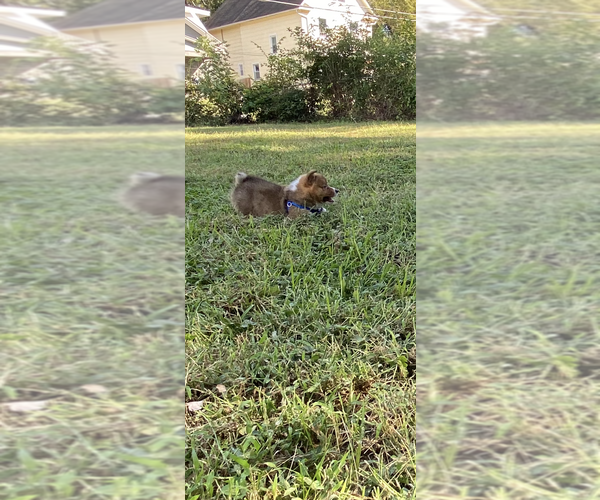 Medium Photo #2 Pembroke Welsh Corgi Puppy For Sale in INDEPENDENCE, MO, USA