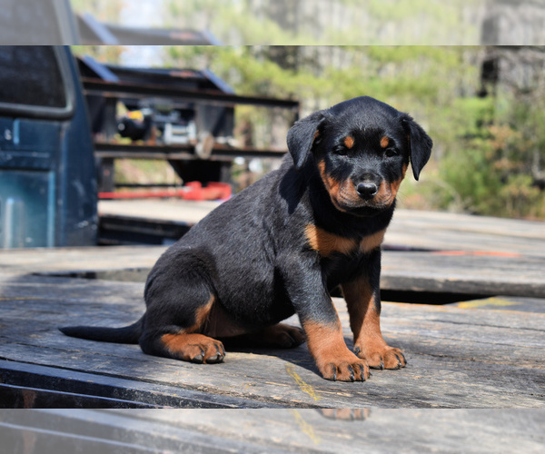 Medium Photo #1 Rottweiler Puppy For Sale in WEST BROOKFIELD, MA, USA