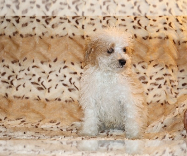 Medium Photo #10 Goldendoodle (Miniature) Puppy For Sale in DYERSBURG, TN, USA