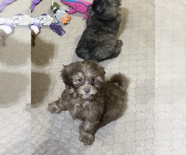 Medium Photo #2 ShihPoo Puppy For Sale in GLOUCESTER, VA, USA