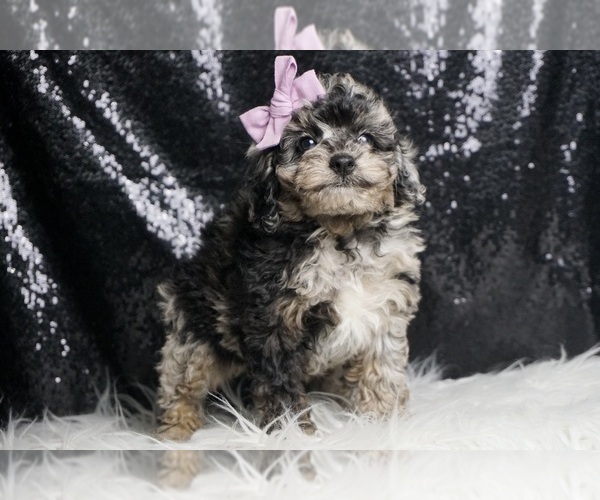 Medium Photo #12 Poodle (Miniature) Puppy For Sale in WARSAW, IN, USA