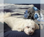 Small #8 Maltese Mix