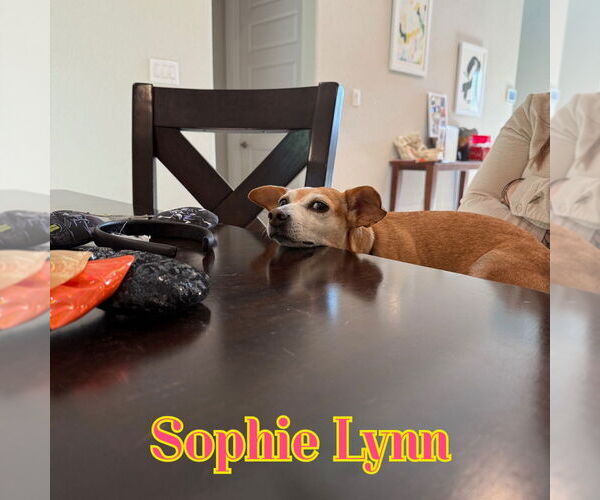 Medium Photo #18 Chiweenie Puppy For Sale in San Antonio, TX, USA