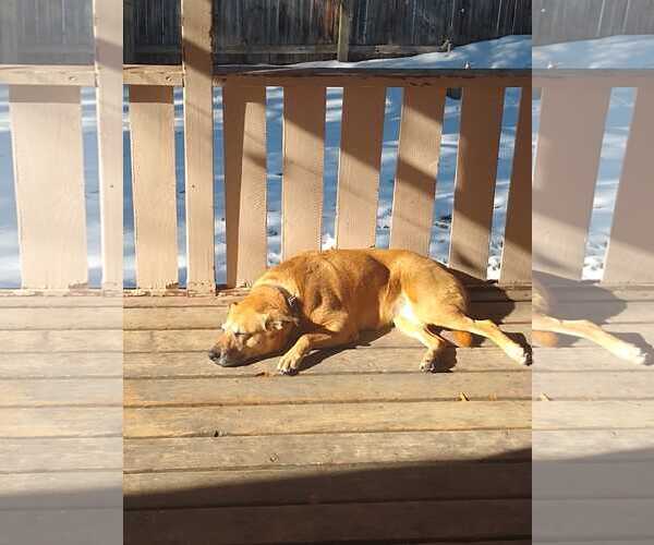 Medium Photo #2 Mutt Puppy For Sale in Fort Collins, CO, USA
