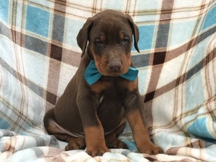 Doberman Pinscher Puppy for sale in EAST EARL, PA, USA