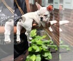 Small Photo #14 French Bulldog Puppy For Sale in READING, PA, USA