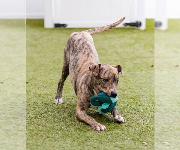 Medium Photo #8 Labrador Retriever-Unknown Mix Puppy For Sale in Canton, CT, USA
