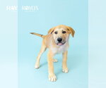 Small #4 German Shepherd Dog-Great Pyrenees Mix