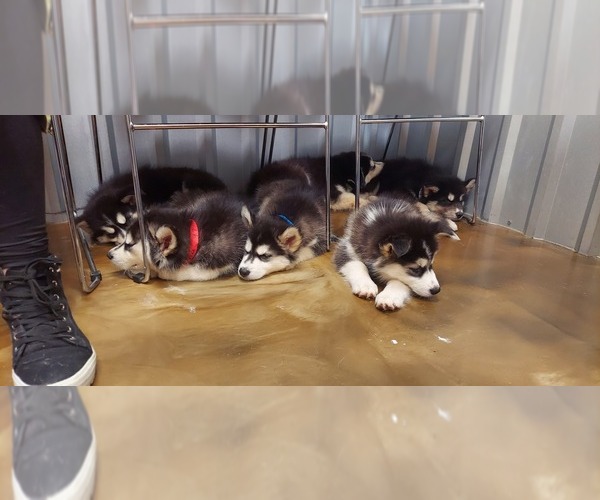 Medium Photo #8 Siberian Husky Puppy For Sale in OLIVE BRANCH, MS, USA