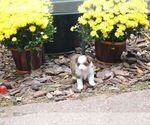 Small Photo #14 Miniature American Shepherd Puppy For Sale in GARYSBURG, NC, USA