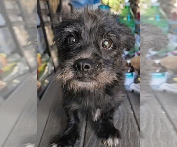 Medium Photo #2 Boston Terrier-Unknown Mix Puppy For Sale in Virginia Beach, VA, USA