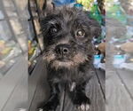 Small #1 Boston Terrier Mix