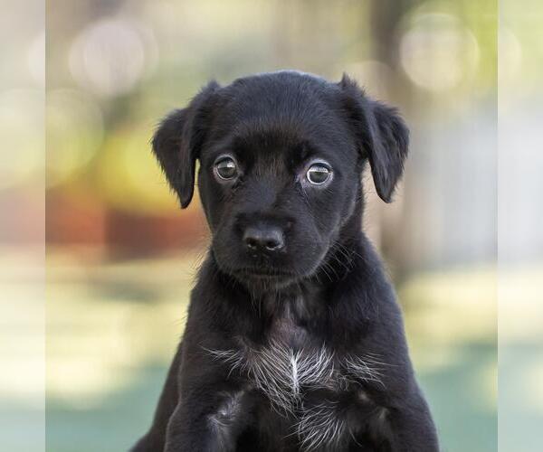 Medium Photo #1 Dachshund-Unknown Mix Puppy For Sale in San Diego, CA, USA