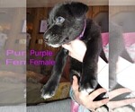 Small Photo #4 Wolf Hybrid Puppy For Sale in BUNKER HILL, WV, USA