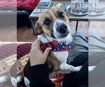 Small Photo #8 Mutt Puppy For Sale in Mundelein, IL, USA