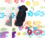 Oscar - Male Yorkshire Terrier Puppy for Sale - Photo #8
