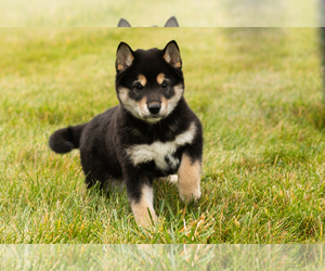 Shiba Inu Puppy for sale in MILLERSBURG, IN, USA